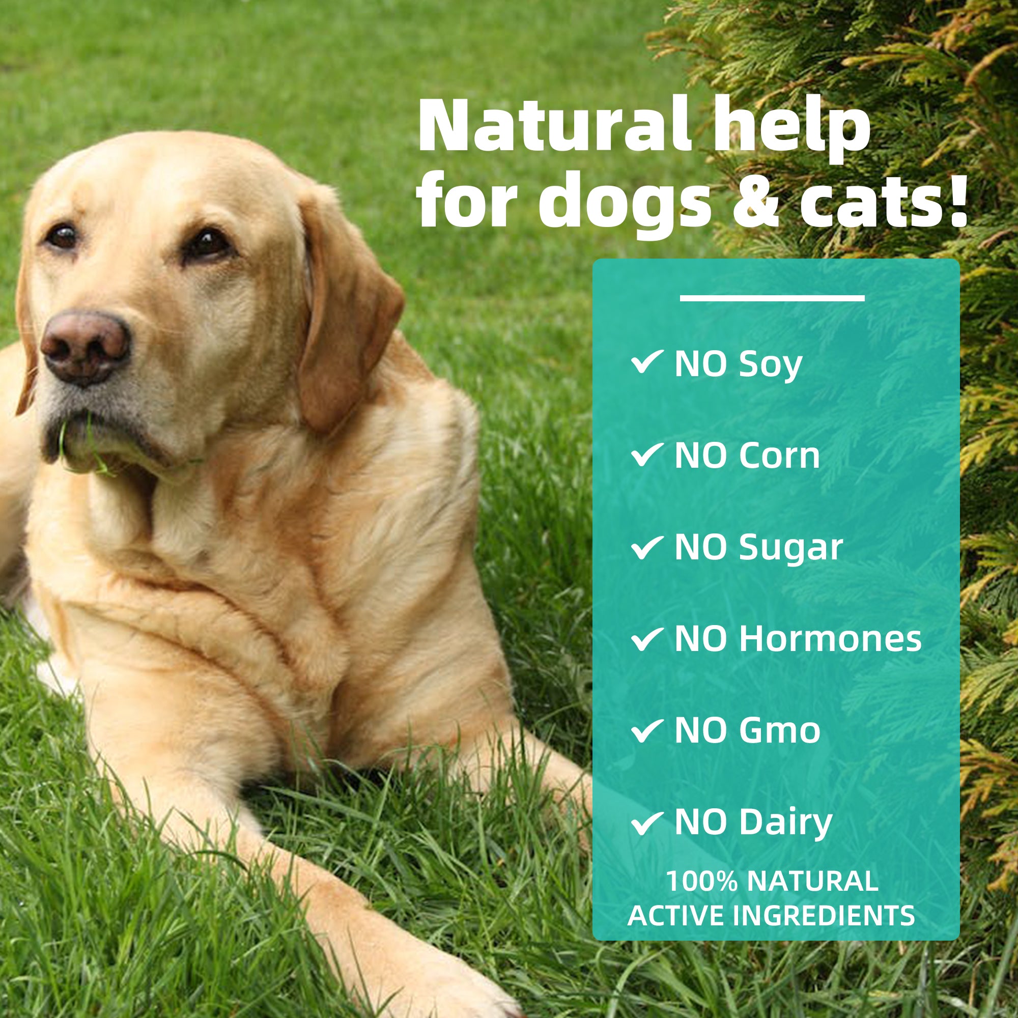 Dog and cat digestive health supplement organic probiotic liquid drop